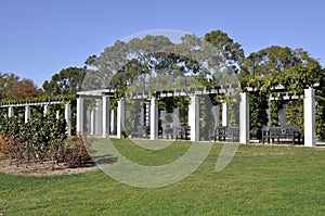 Senate Rose garden, Canberra