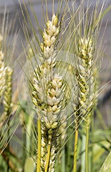 Senatore Cappelli is a famous durum wheat cultivar created in Italy photo