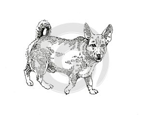 Senceless dog ink drawing graphic