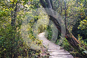 Sendero El Tepual footpath at Chiloe National Park - Chiloe Island, Chile photo