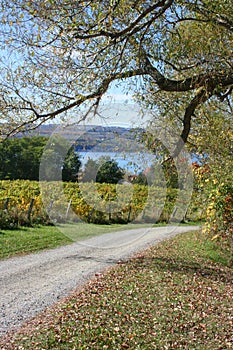 Seneca Lake Vineyard in Autumn