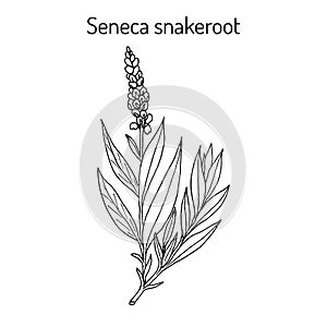 Seneca snakeroot Polygala senega , medicinal plant