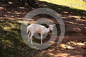 Seneca white deer Odocoileus virginianus are a rare variation
