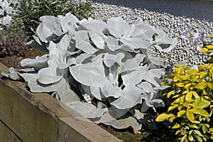 Senecio candicans Angel Wings plants on a sunny summers day in a garden UK