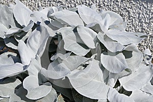 Senecio candicans angel wings plants on a sunny summers day in a garden UK