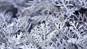 Senecio Cineraria, Dusty Miller, Cineraria Maritima, Silver dust, Compositae