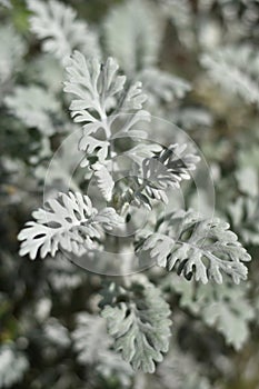 Senecio cineraria - Jacobaea maritima