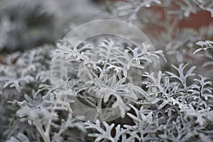 Senecio cineraria - Jacobaea maritima