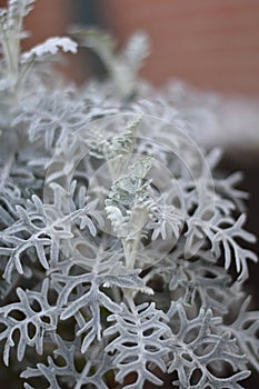 Senecio cineraria - Jacobaea maritima