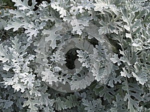 Senecio cineraria `Silver Dust` shrub