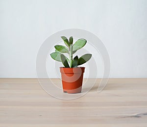 Senecio crassicaulis blue-grey house plant in brown pot on wooden desk photo