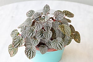 Senecio cylindricus houseplants