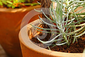 Senecio cylindricus, succulent plant variety.