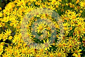 Senecio erucifolius flowers