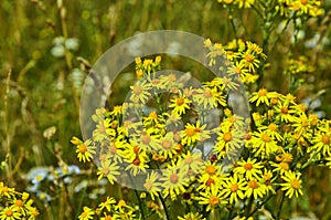 Senecio erucifolius. Yellow wild flowers