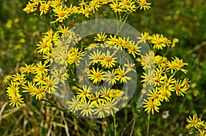 Senecio erucifolius. Yellow wild flowers