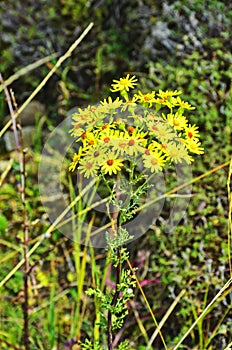 Senecio erucifolius. Yellow wild flowers