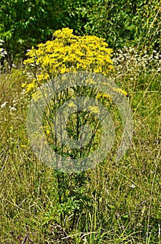 Senecio erucifolius. Yellow wild flowers