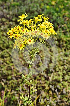 Senecio erucifolius. Yellow wild flowers