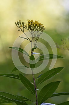 Senecio hercynicus flower