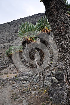 Senecio Kilimanjari forest on mount Kilimanjaro