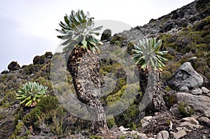 Senecio Kilimanjari forest on mount Kilimanjaro