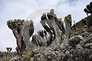 Senecio Kilimanjari forest on mount Kilimanjaro