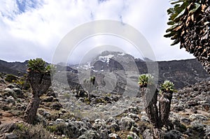 Senecio Kilimanjari forest on mount Kilimanjaro