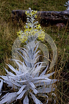 Senecio niveoqureus  840205 photo