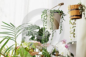 Senecio Rowleyanus Plant in a White Hanging Pot photo