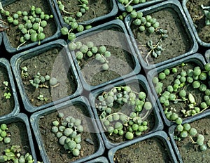 Senecio rowleyanus string of pearls propagated in small pots