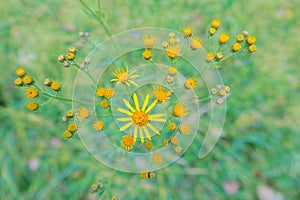 Senecio scandens