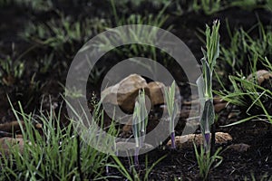 Senecio venosus Plant Sprout Stalks Emerging In Burnt Grassland