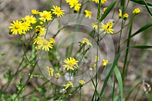 Senecio vernalis, groundsel yellow flowers closeup selective focus