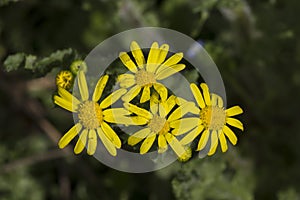 Senecio vulgaris (Senecio vulgaris