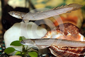 Senegal bichir aquarium fish