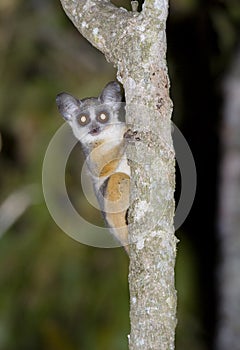 Senegal bushbaby.