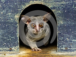 Senegal bushbaby or galago