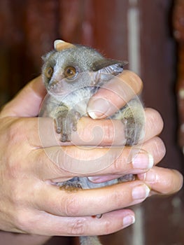 Senegal bushbaby in hand