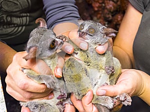 Senegal bushbaby in hand