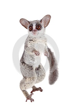 The Senegal bushbaby isolated on white