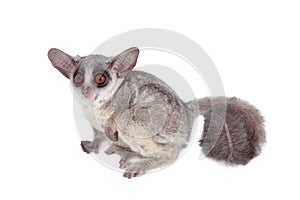 The Senegal bushbaby isolated on white