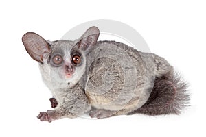 The Senegal bushbaby isolated on white