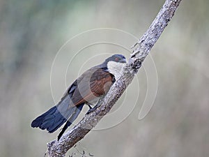 Senegal coucal Centropus senegalensis