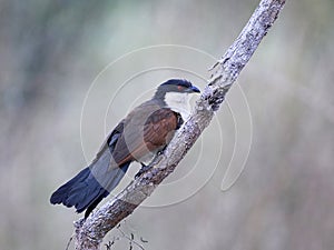 Senegal coucal Centropus senegalensis