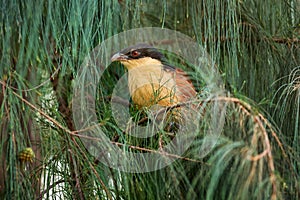 Senegal Coucal - Centropus senegalensis