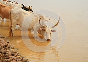 Senegal cows