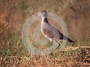 Senegal Lapwing