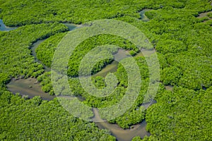 Senegal Mangroves. Aerial view of mangrove forest in the  Saloum Delta National Park, Joal Fadiout, Senegal. Photo made by drone photo