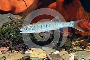 Senegal minnow Raiamas senegalensis in freshwater aquarium